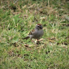 Spizella passerina