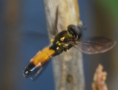 Pyrophaena granditarsis