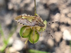 Biscutella auriculata