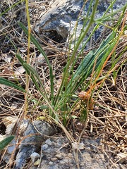 Biscutella auriculata