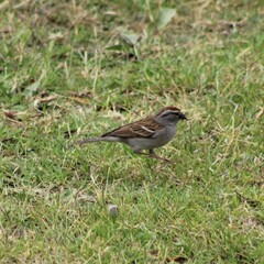 Spizella passerina