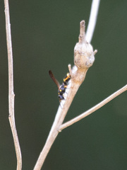Parancistrocerus perennis