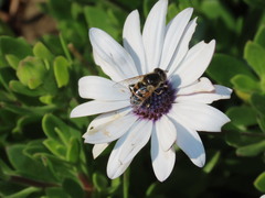 Eristalinus modestus