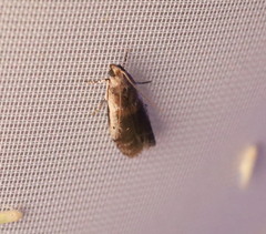 Acrobasis tumidulella