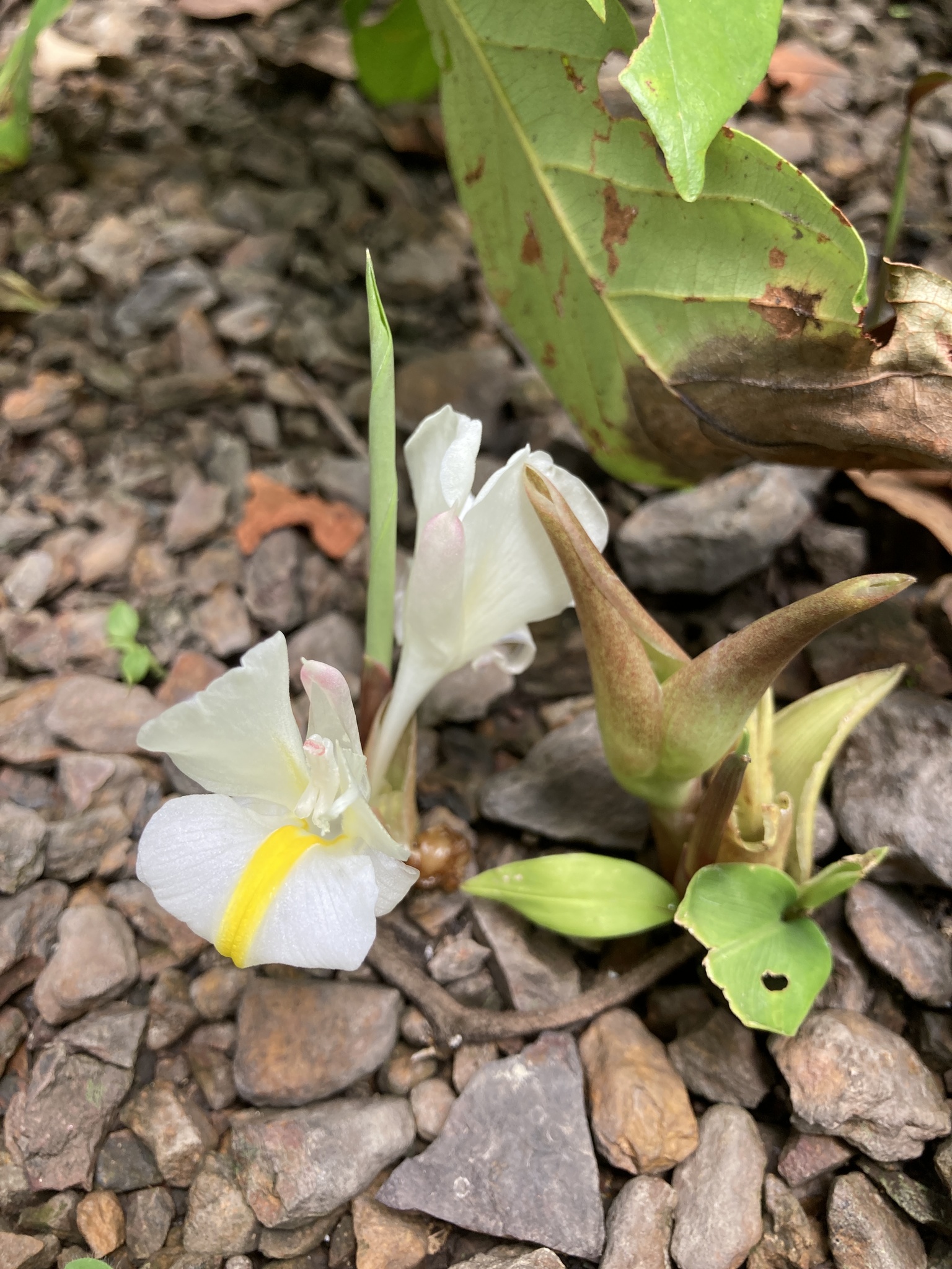 sâm đá (Curcuma singularis)