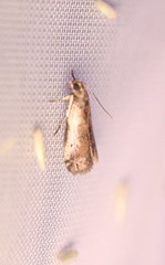 Acrobasis tumidulella