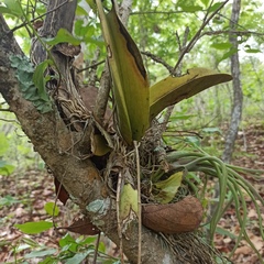 Trichocentrum natalieae