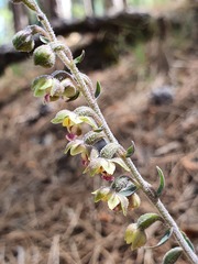Epipactis microphylla