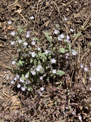 Phacelia hydrophylloides