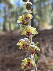 Epipactis microphylla