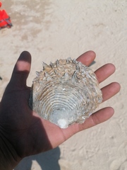 Pinctada mazatlanica