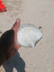Pinctada mazatlanica