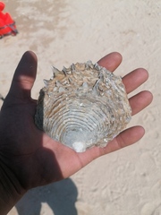 Pinctada mazatlanica