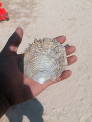 Pinctada mazatlanica
