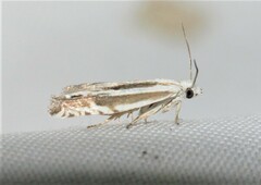 Eucosma striatana