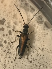 Anogcodes rufiventris