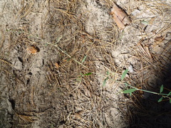 Polygonum novoascanicum