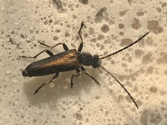 Anogcodes rufiventris