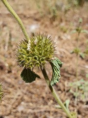 Marrubium supinum