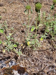 Marrubium supinum