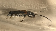 Anogcodes rufiventris