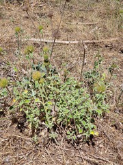 Marrubium supinum