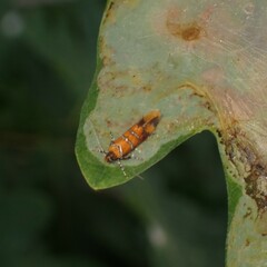 Promalactis procerella