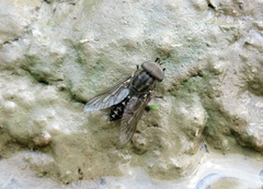 Tabanus autumnalis