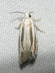 Eucosma striatana