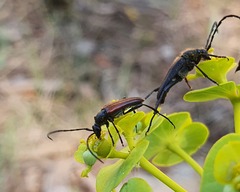 Stenurella bifasciata