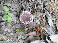 Leucoagaricus lilaceus