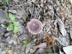 Leucoagaricus lilaceus