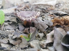Leucoagaricus lilaceus