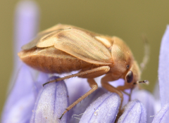 Strongylocoris luridus