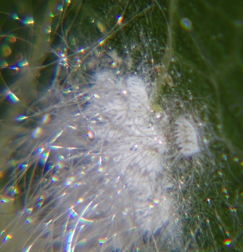 Giant whitefly