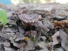 Leucoagaricus lilaceus