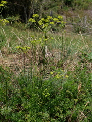 Seseli peucedanoides
