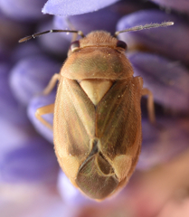 Strongylocoris luridus