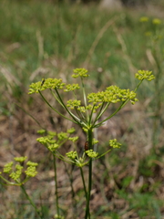 Seseli peucedanoides