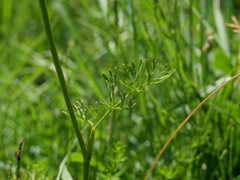 Seseli peucedanoides
