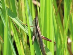 Mermiria intertexta