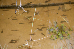 Ambystoma macrodactylum