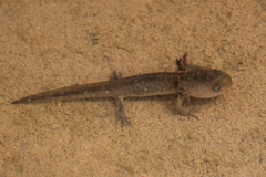 Ambystoma macrodactylum