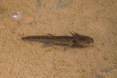 Ambystoma macrodactylum