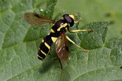 Xanthogramma pedissequum