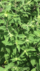 Monarda fistulosa