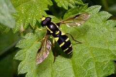 Xanthogramma pedissequum