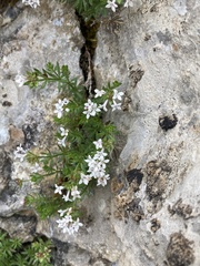 Asperula hirta
