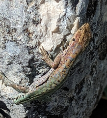 Anatololacerta ibrahimi