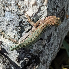 Anatololacerta ibrahimi